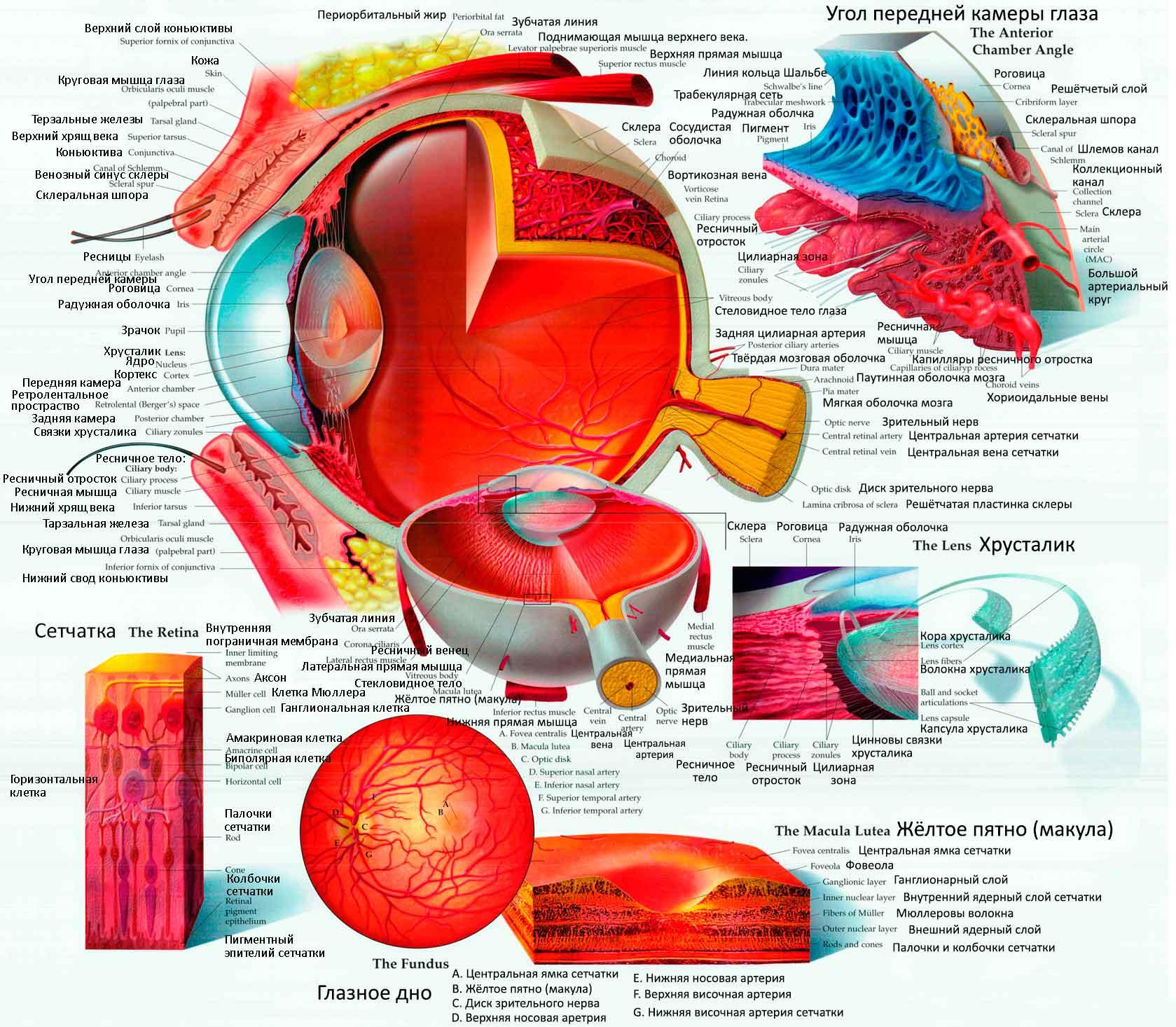 анатомия глаза