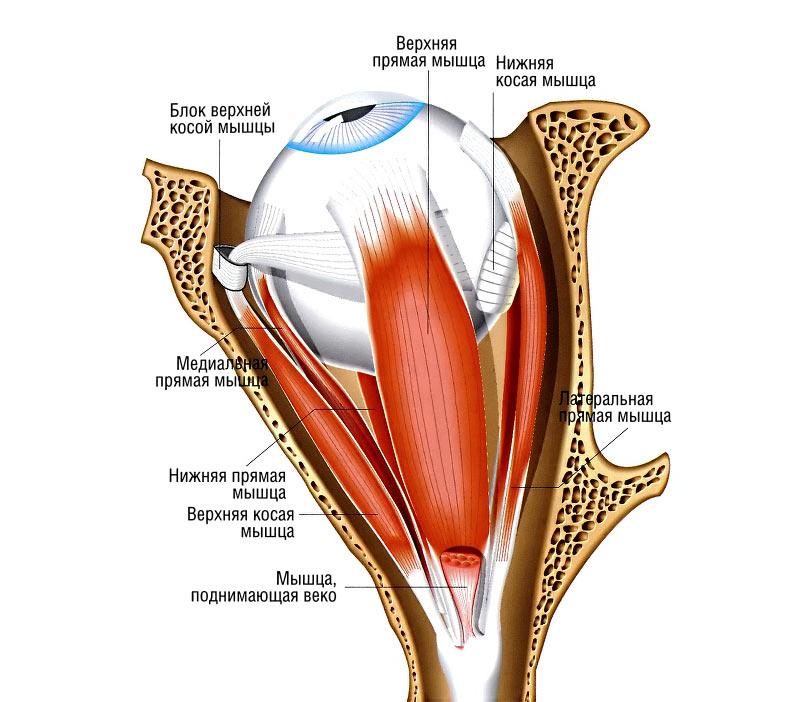 строение глаза