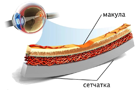 здоровая сетчатка